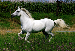 Lusitano 50  (35)